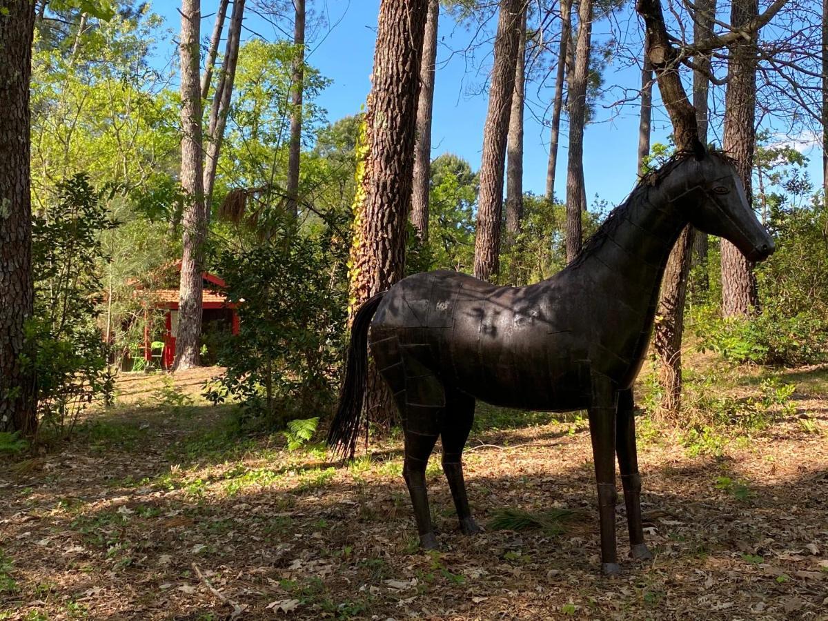Le Petit Poulailler Au Beau Milieu Des Pins Villa Lacanau Exterior foto
